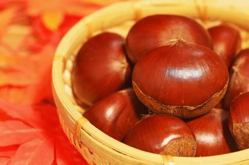 秋の味覚 かわいい栗の実がいっぱいです 秋の味覚 かわいい栗の実がいっぱいです クリ,栗,秋の実の写真素材