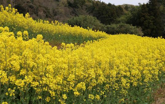 菜の花 菜の花の写真