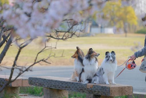 シェルティ シェルティの写真