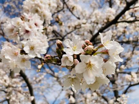 桜の花 桜の花の写真