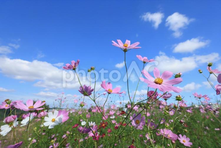 コスモス コスモス,こすもす,こすもす畑の写真素材