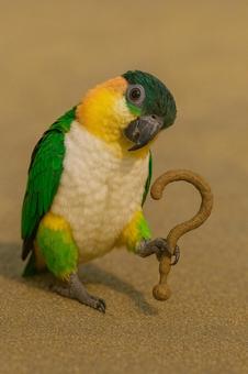 シロハラインコ はてな シロハラインコ はてなの写真