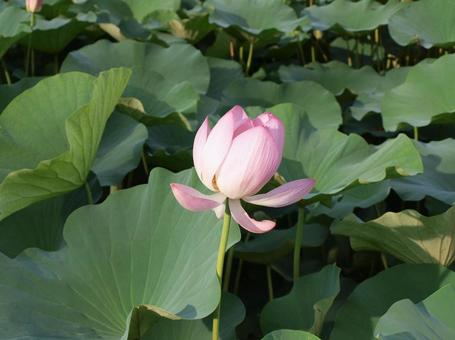 蓮の花 蓮の花の写真