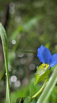 雨に濡れ、雫をまとい咲くツユクサ 雨に濡れ、雫をまとい咲くツユクサ ツユクサ,花,野草の写真素材