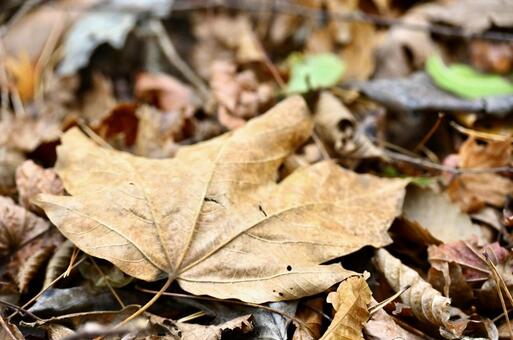 冬の落ち葉のクローズアップ 枯れ木,秋,冬の写真素材