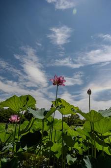 古代蓮の里2025年 古代蓮の里2025年 蓮,ハス,花の写真素材