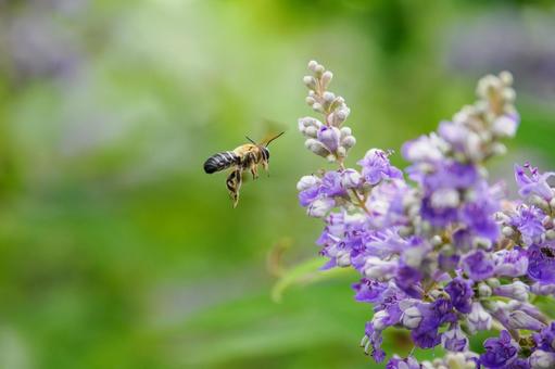 Photo, flower, bee, carrot carrot, 