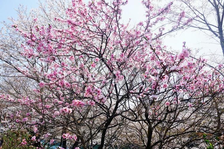 紅を塗ったピンクの花 ピンク,ピンク色,花の写真素材