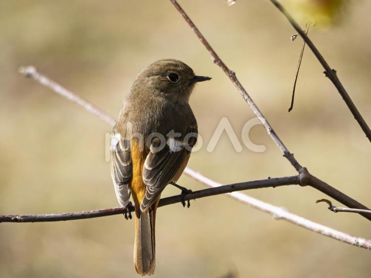 振り向く枝のジョウビタキ 枝,ジョウビタキ,メスの写真素材