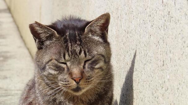 日向ぼっこ中にうたた寝してしまった猫様 猫,キジトラ,うたた寝の写真素材