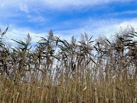 青空と壁のような枯れ藪 植物,枯れ草,自然の写真素材