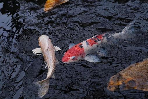 錦鯉の泳ぐ池 錦鯉の泳ぐ池 錦鯉,にしきごい,鯉の写真素材