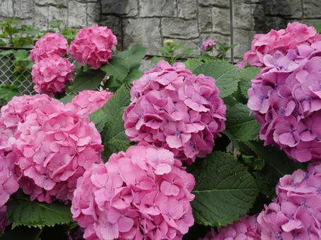 ピンク色の紫陽花 ピンク色の紫陽花の写真