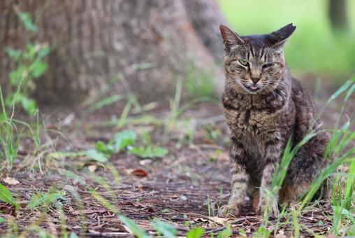 猛暑日に口を開けたままの野良猫~キジトラ 猛暑日に口を開けたままの野良猫~キジトラ 野良猫,キジトラ,舌だしの写真素材