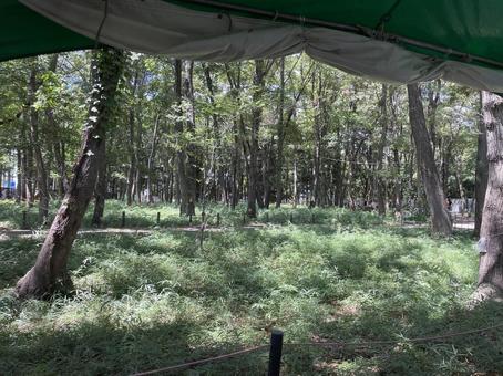 キャンプ キャンプ テント,キャンプ,サバイバルの写真素材