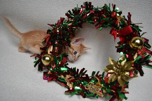 クリスマスリースで遊ぶ子猫 クリスマスリースで遊ぶ子猫 クリスマスリース,子猫,12月の写真素材
