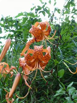 山林の斜面で開花したオニユリ 山林の斜面で開花したオニユリ オニユリ,花,植物の写真素材