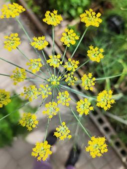 フェンネルの花3 フェンネルの花3の写真