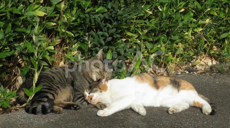 ラブラブでモフモフな猫達の可愛い愛情表現 三毛猫,猫,キジトラの写真素材