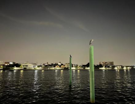 夜景 鳥のひと休み 夜景 鳥のひと休み 夜景,景色,夜の写真素材