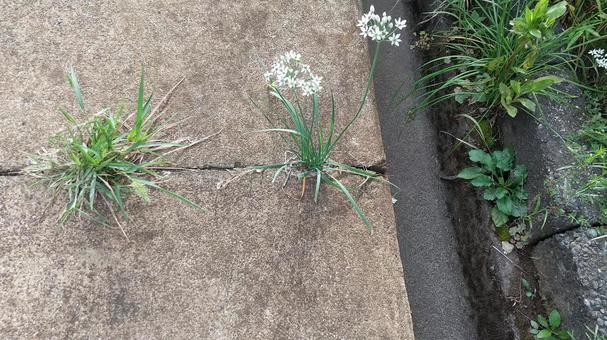 アスファルトの隙間からでもニラは生えます アスファルトの隙間からでもニラは生えますの写真