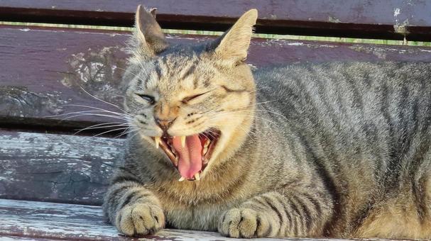 牙も舌も立派な気力溢れるもふもふな猫 猫,キジトラ,牙の写真素材