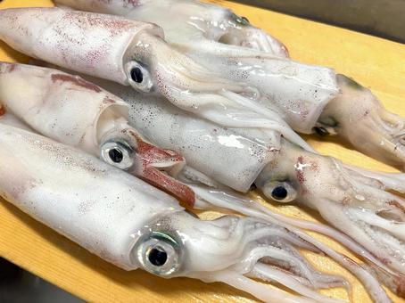 釣りたて 新鮮なイカ 釣りたて 新鮮なイカ イカ,釣り,釣りたての写真素材