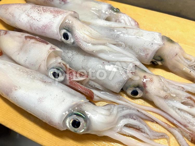 釣りたて　新鮮なイカ イカ,釣り,釣りたての写真素材