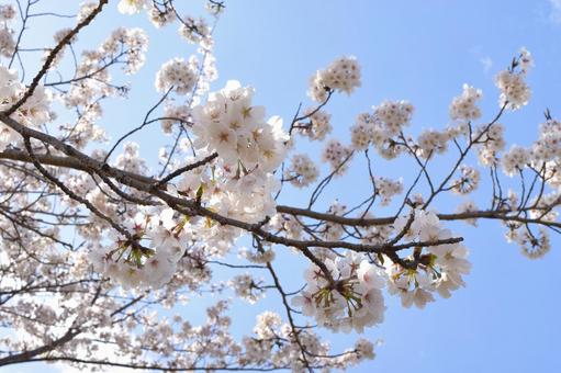 桜の木 桜の木の写真
