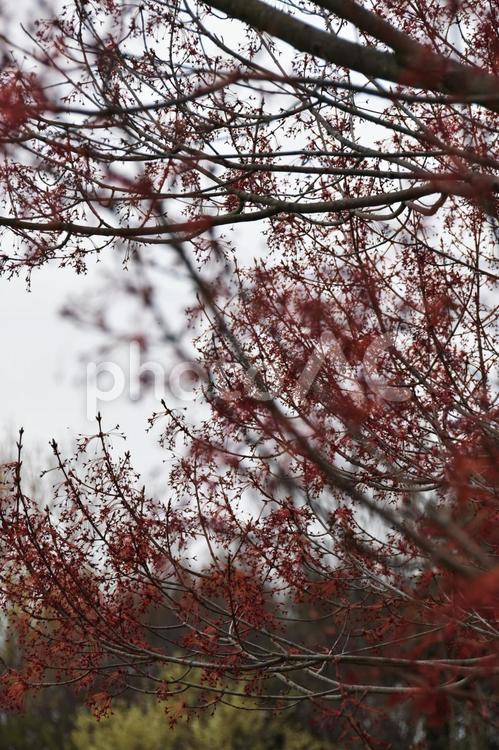ハナノキ（花の木） ハナノキ,花の木,ハナカエデの写真素材