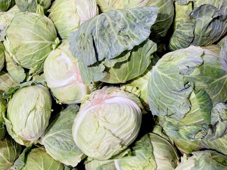 野菜・キャベツ 野菜・キャベツ キャベツ,収穫,栽培の写真素材