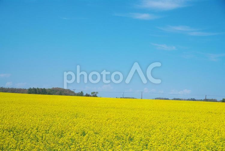 絶景の菜の花畑 菜の花,菜の花畑,花の写真素材