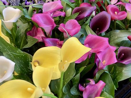 かわいいカラーの花 カラー,オランダカイウ,花の写真素材