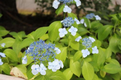 Hydrangea 34, JPG