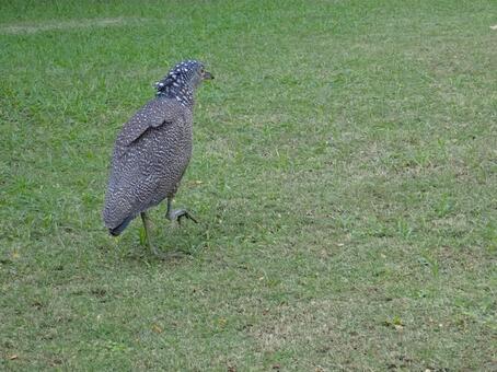 ズグロミゾゴイ 幼鳥2 ズグロミゾゴイ,頭黒溝五位,幼鳥の写真素材