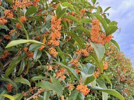 鮮やかに咲く金木犀の花房 金木犀,キンモクセイ,秋の写真素材