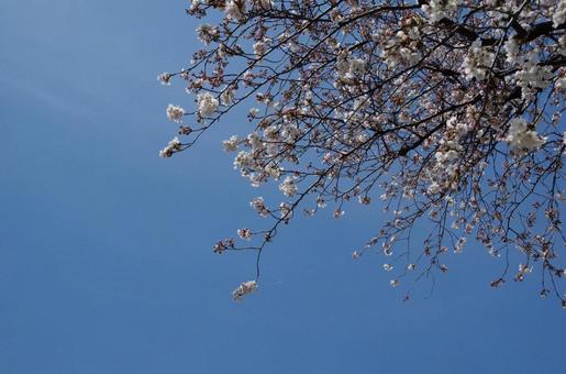 桜と青空 桜と青空の写真