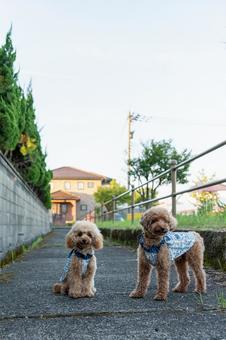 散歩するトイプードル 散歩するトイプードルの写真