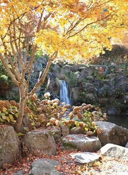花の都公園　清流の里紅葉 枯れたアジサイとモミジ,清流の里,アジサイの写真素材