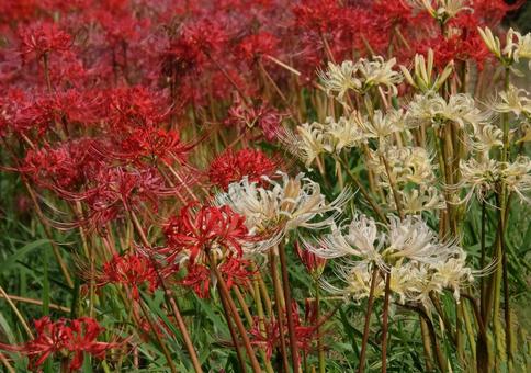 紅白咲き乱れる情景 紅白咲き乱れる情景 彼岸花,クローズアップ,秋の写真素材