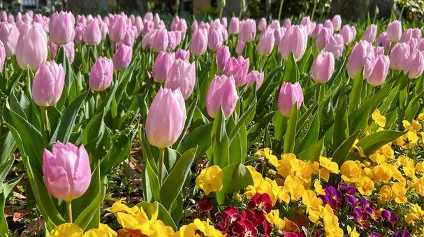 Pale pink tulips and gorgeous pansies, JPG