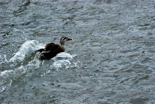 Duck landing Duck landing