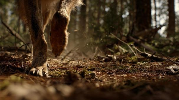 土煙を上げる犬の足 土煙を上げる犬の足の写真