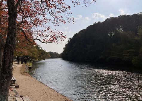 秋の松江城の堀 自然,風景,松江城の写真素材