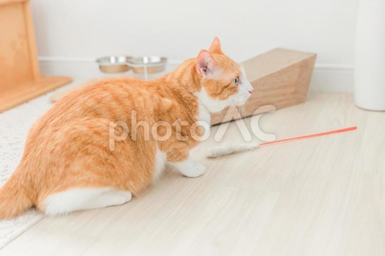 猫じゃらしを使う猫 猫,猫じゃらし,ペットの写真素材