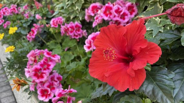 ガーデニングの花が咲いた ハイビスカス,花,フラワーの写真素材