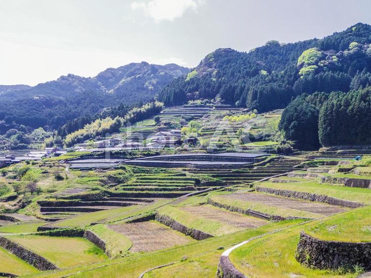【長崎県】波佐見町・鬼木の棚田 鬼木の棚田,棚田,波佐見町の写真素材