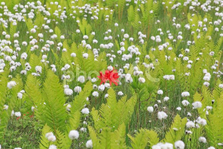 ワタスゲ（駒止湿原） 花,ワタスゲ,穂の写真素材