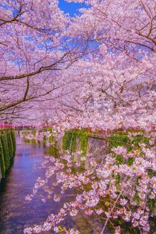 中目黒の満開の桜 中目黒の満開の桜 目黒川,目黒川の桜,桜の写真素材