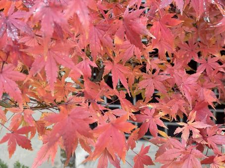 秋に色づく鉢植えの紅葉 風景,背景素材,自然素材の写真素材